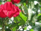 by Heli Aarniranta