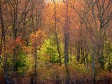 by Dianne Knoll