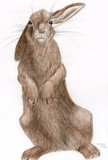 by A L Tipton