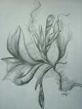 by mohd nazree farhan  rosdi