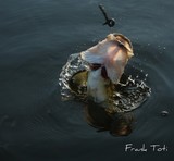 by Frank Toti