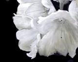 by Cheri Homaee
