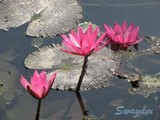 by swayam 