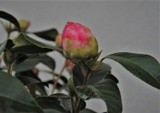 by Debra Kott