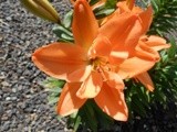 by Debra Kott