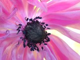 by Janet Dickinson