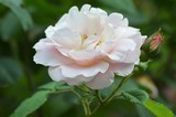 by Marie josé LAURIER