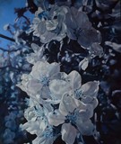 by Cene gál István