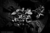 by Kimberly Tilley