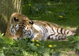 by Jan de Jong