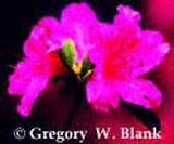 by Gregory  Blank