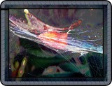by Linda Bertiaux