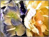 by Brenda Higgins