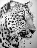 by bobby kro