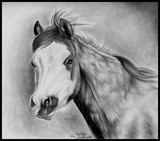 by Charlie Applegate