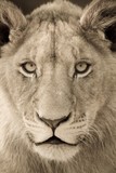 by Gerry Van der Walt