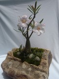 by Pedra Viva mini jardins