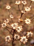 by Cindy Swinehart