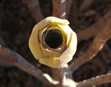 by Debra Kott