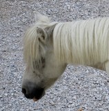 by marie-claire gallet