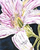 by Ashley Spilman