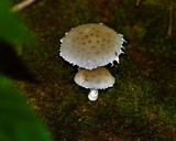 by Marie josé LAURIER