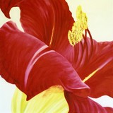 by Diane  Jorstad
