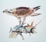 by Paul Sandilands