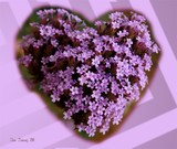 by Nira Dabush
