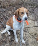 by Edward Bajgerowicz