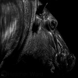 by Heather Ward