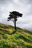 by Ropati Leaso-Cobb