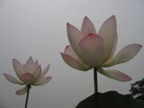 by Astha Tuladhar