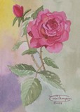 by Carol Thompson
