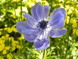 by Janet Dickinson