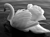 by Marie josé LAURIER