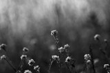 by William Martin