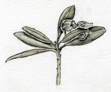 by Dana Koffenberger