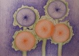 by Angella Reynolds-Screen