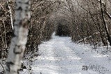 by Marton K
