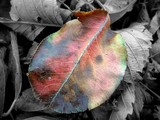 by Stevan Lund