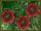 by sharon hendrickson