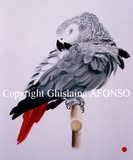 by Ghislaine Afonso