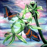 by Janna Ali