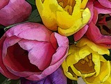 by Laurie Tebbutt