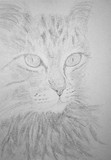 by Cybele Chaves