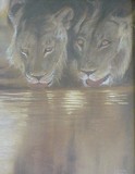 by Danie Cronje