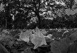 by Danielle Baron