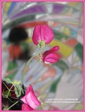 by Heli Aarniranta