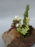 by Pedra Viva mini jardins